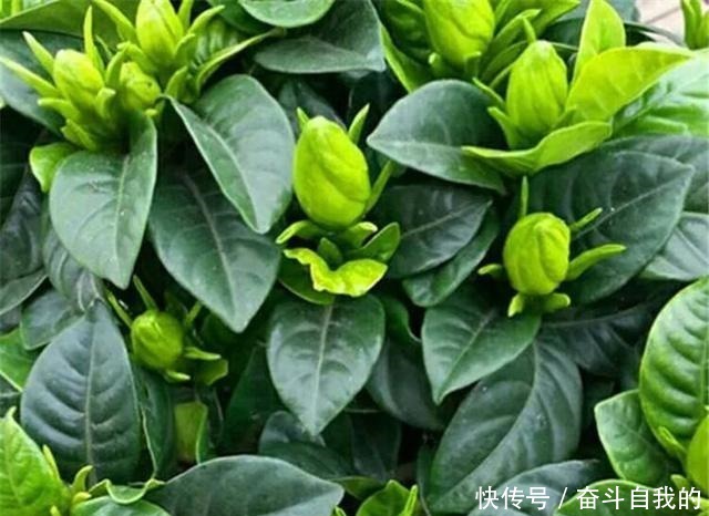 春天百花都要修剪，就是别动栀子花！剪一枝子，再也不开花！