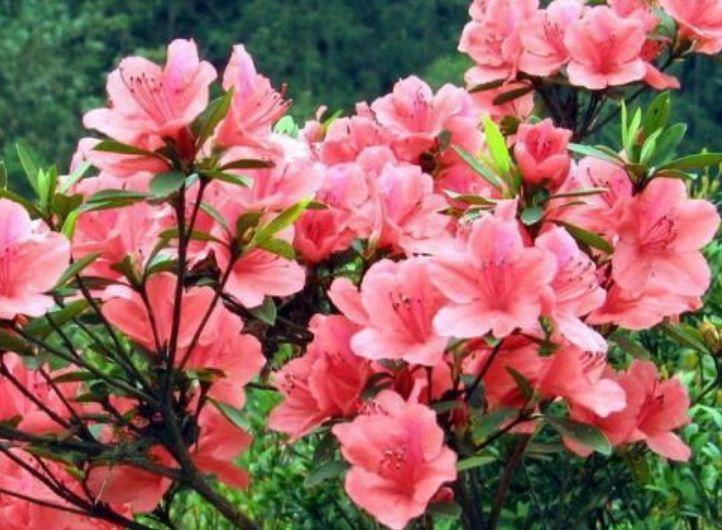 阳台养这几朵花,花开不断,开花就爆盆,不易生病好养护