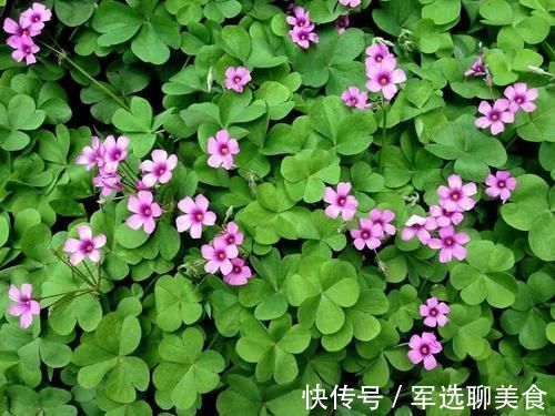 本草纲目|野外见到这种“心形小草”,请拿袋子装些回家,它的价值不一般