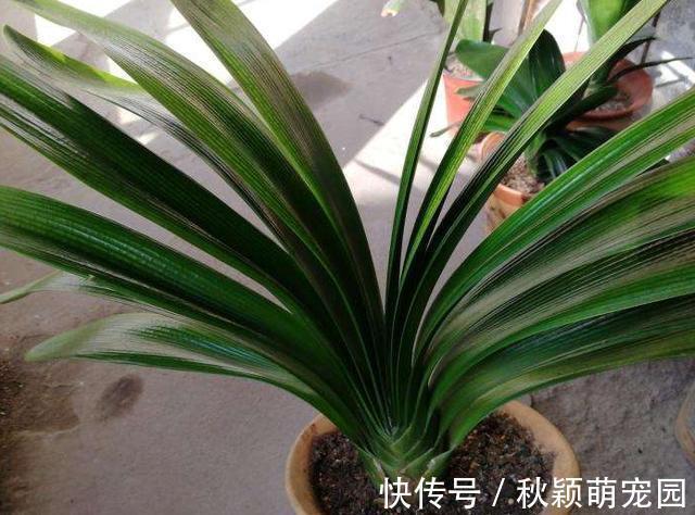盆栽|为什么盆栽君子兰长势不佳？找准这3方面原因，叶片突突长不停