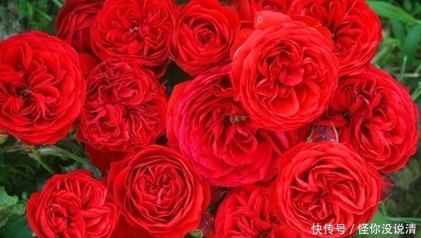 喜欢养花，不如养盆太阳花，养护简单，养一盆看半年花?