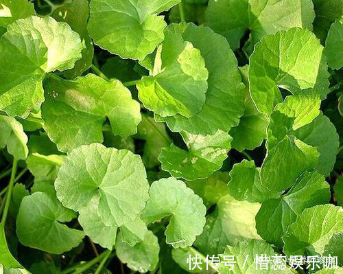 野菜|若你在野外有幸遇见它们，请好好珍惜，药用价值极高，可遇不可求