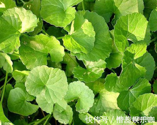 野菜|若你在野外有幸遇见它们,请好好珍惜,药用价值极高,可遇不可求