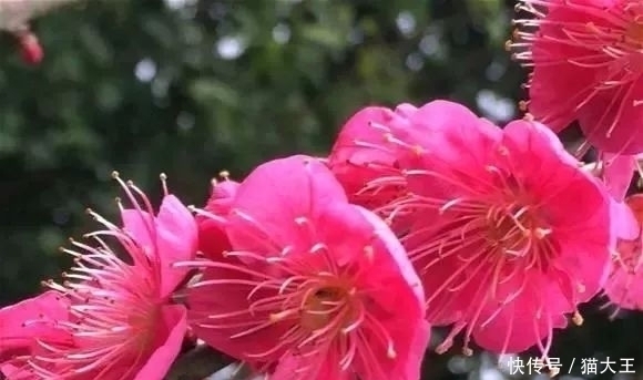 种花|3种花，明明开花很漂亮，却因花名被很多人“嫌弃”，太冤了！