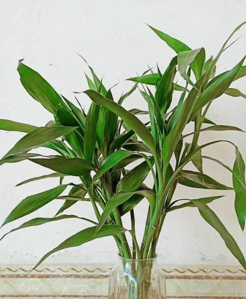 光合作用|5种花平时怕太阳晒,而到了冬天刚好相反,要多晒太阳