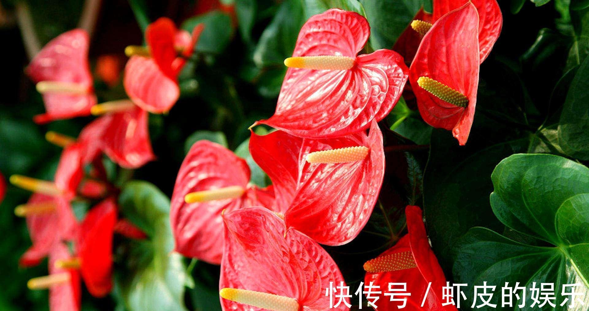 7种“勤快花”,就是“花机器”,365天开不败,从来不嫌累