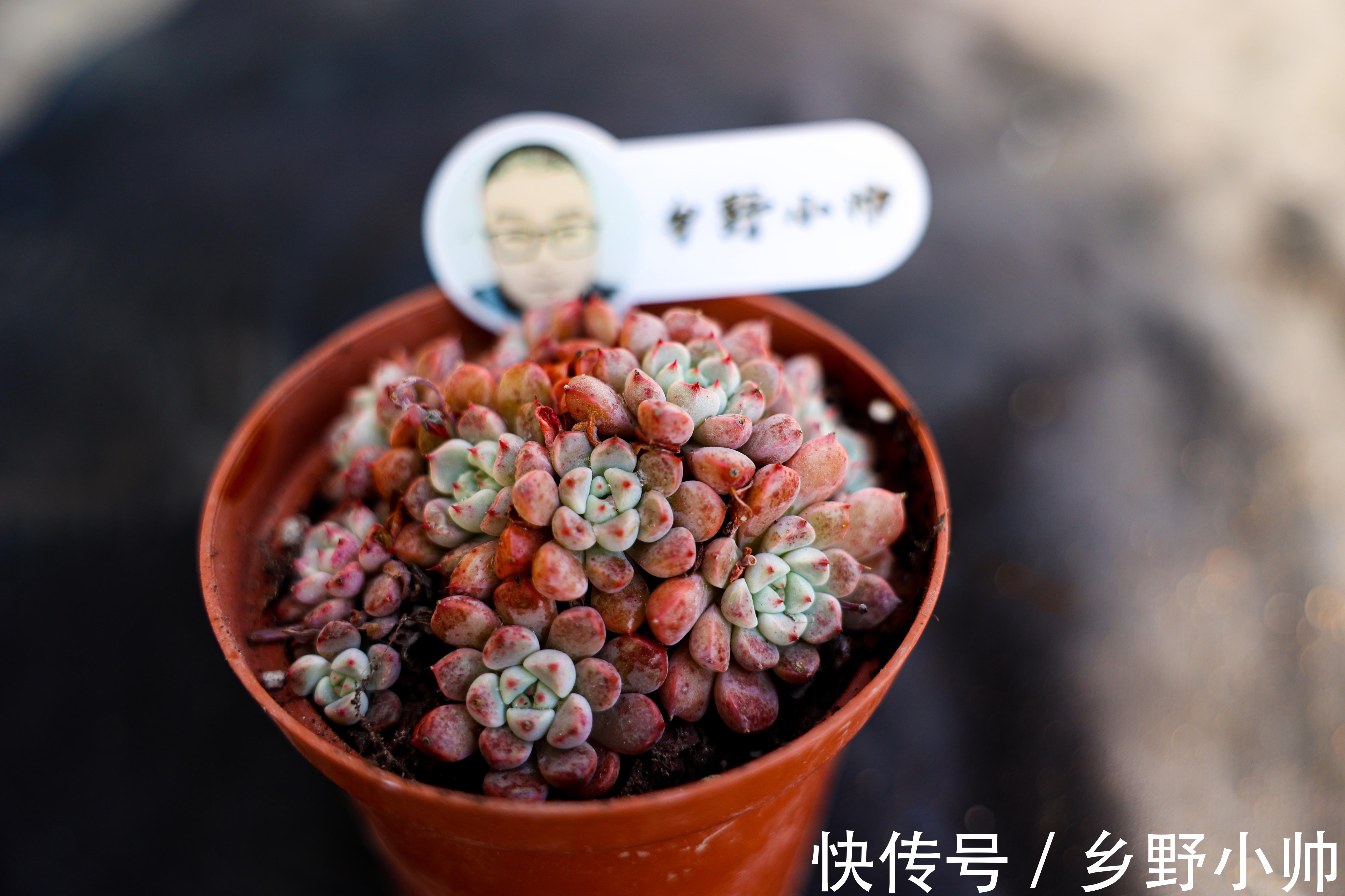 不适合叶插的品种有哪些?叶插也要选好品种,否则发根太难了