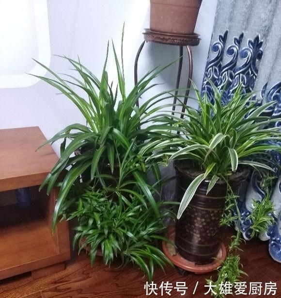 吊兰长|吊兰叶片越长越宽,秘密全是这几招,赶紧学习一下!