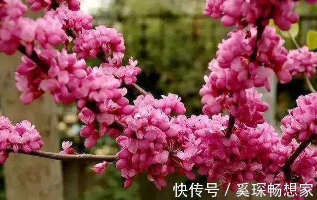 睡眠质量|卧室养花不了解这些,随意盆栽可能会引发失眠、没精神、一身病