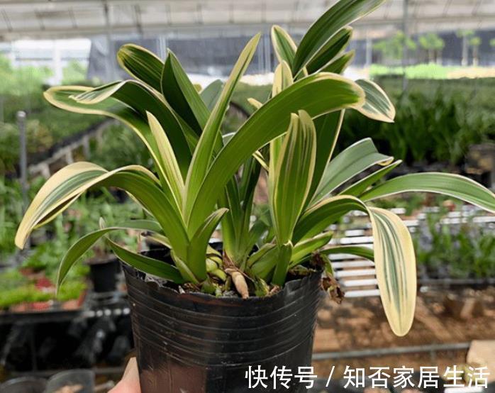 兰花|此花比绿萝好养,花叶俱美,清香宜人,值得拥有