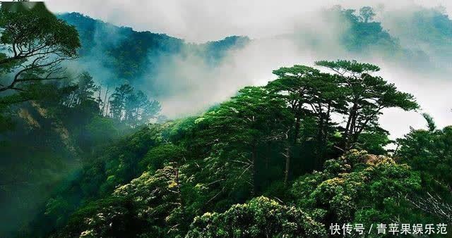 生物多样性丨这片热带雨林告诉你，海南有多美！