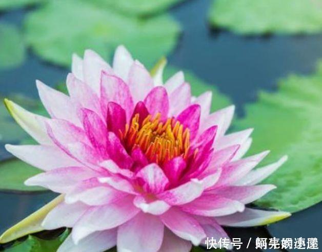 月季|几款植物养在家里,花期长易打理,美观大气,花色艳丽灿烂无双