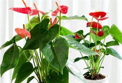 红掌怎么养才能开花 ，注意几点能让红掌常年花色鲜艳