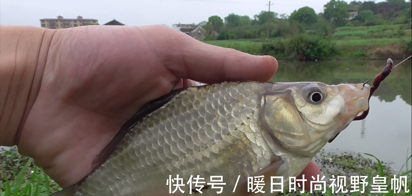 时间段|七月的鱼怎么钓,搞明白这几个问题,连杆是小事,爆护也不是难事