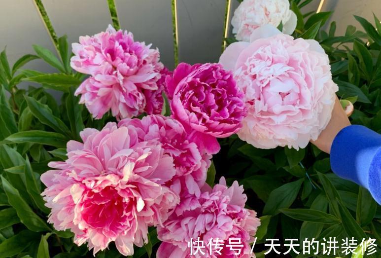 芍药盆栽该做好哪些事情？