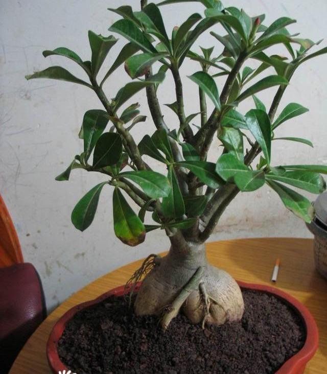 光照|沙漠玫瑰不开花简单“4步”操作,30天开成“玫瑰树”