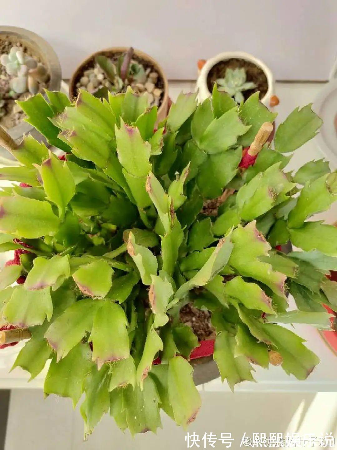 1种花不是真昙花，1次能开上百朵，比蟹爪兰美，怪不得都去抢假货