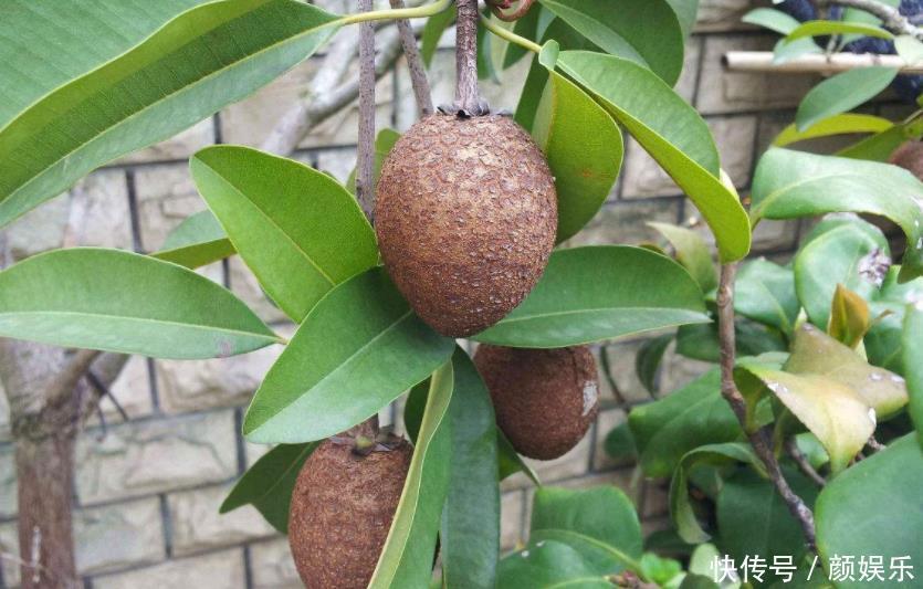心果|长在树上的“鸡蛋”,钙含量是西红柿的100多倍,1斤15元值得买吗