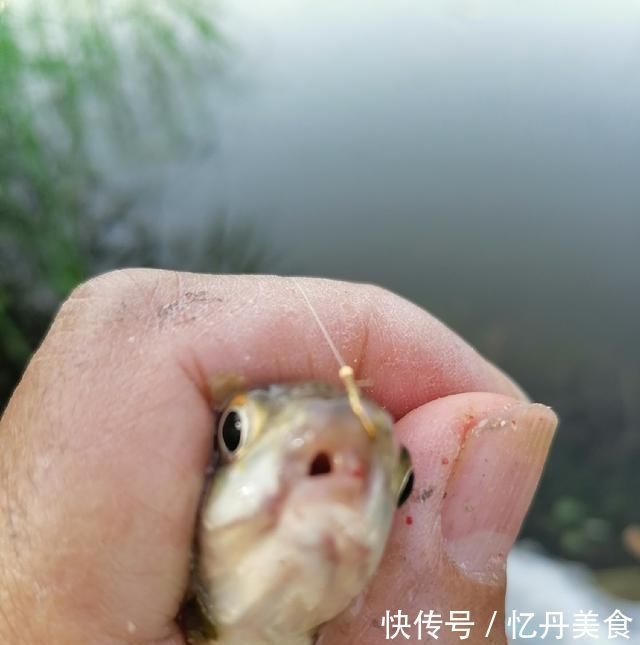 大鱼|高温天,钓大鱼先克服这些“难题”,不是我吹,渔获瞬间猛增几倍