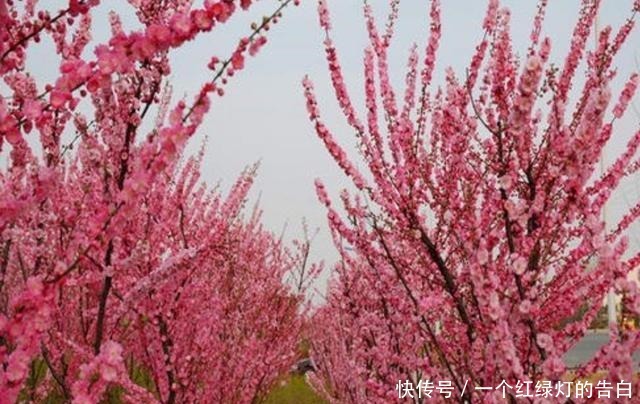 院子里养1种花,既低温又耐干旱,春天满树繁花真漂亮!