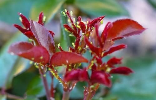 花草盆栽生红蜘蛛、蚜虫，别光粗暴地用手抓！