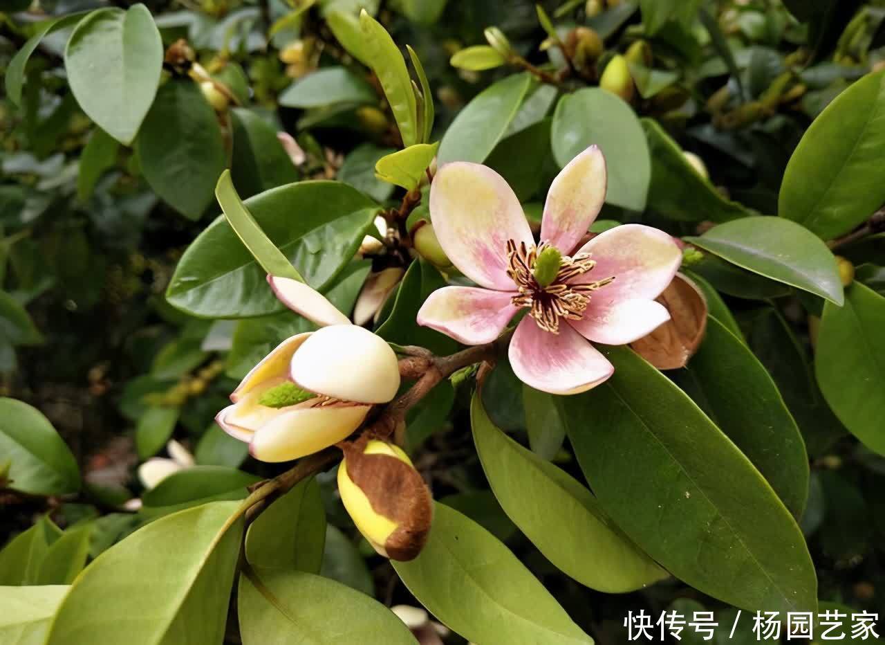 5种喜欢酸性土的花，酸性物质很关键，学一学