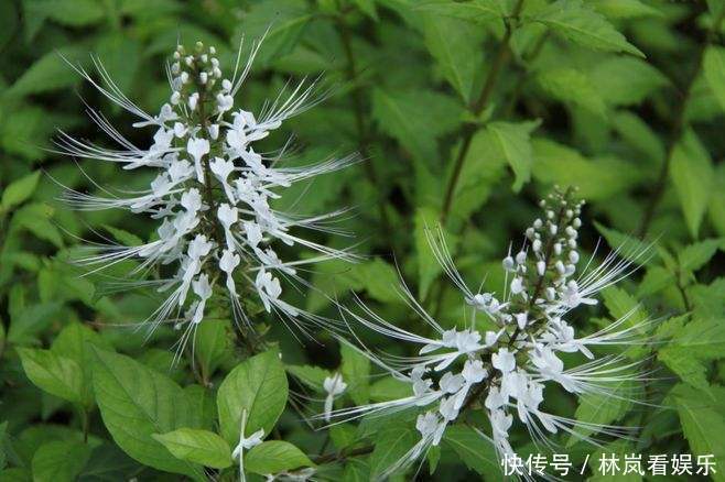 野外一种花开像猫须的野草,也叫做“化石草”,是结石的特效药