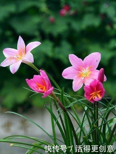 这三“驱蚊花”遇水疯长,叶子都带香味,古代“大户人家”最爱养!