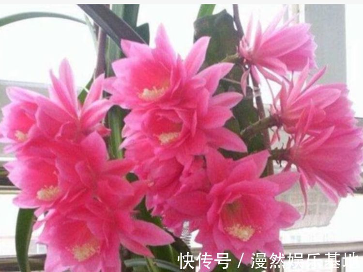 观赏价值|3种花很漂亮，好养易活能爆盆，花香四溢飘满屋，美爆了