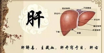 肝氣郁結|老中醫：如此養我們的心、肝、脾、肺，腎，能讓五臟煥發活力