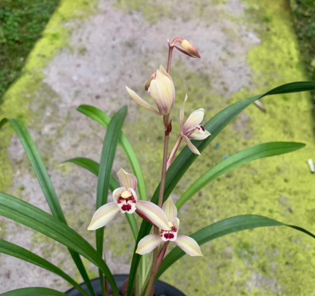 浇灌|兰花要想美,用对此几种水,结果出乎你的意料