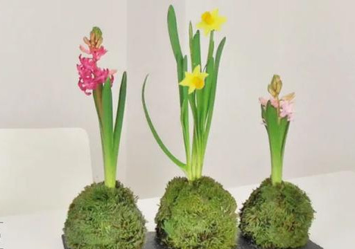 室内绿植种花不用盆,揉一个小球吊起来就让家里美翻