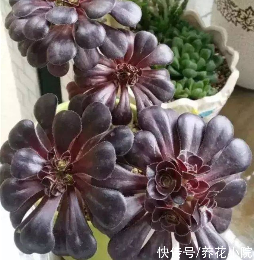 多头|养多肉黑法师,在枝头部位切一刀,爆出更多大“花头”