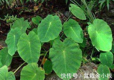 野菜|炎热的夏天,不容错过此野菜,能解毒,消肿止痛,吃到就是捡到宝