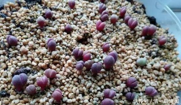 春天盆栽多肉爱生虫?别再头疼怎么除掉了,用它们分分钟解决