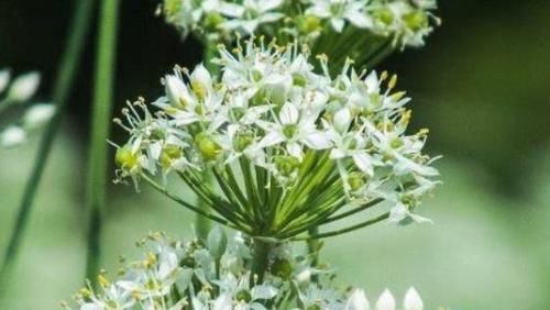 延缓衰老|40岁女性坚持吃3种食物,美容养生、延缓衰老,身体棒棒哒!