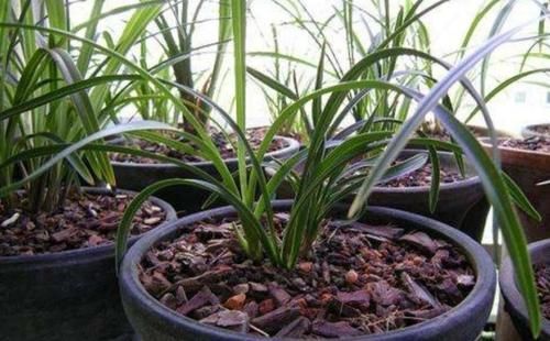 兰花植料不用买,2种软硬材料掺一起,疏松透气,兰株长得旺
