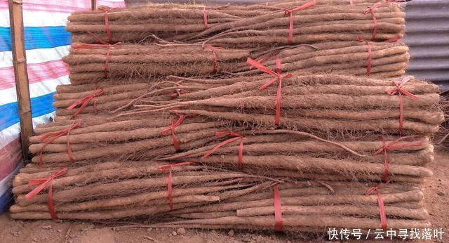 冒牌货|买铁棍山药,选粗的还是细的老菜农教我这几招,不怕买到冒牌货