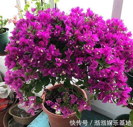 移栽|扦插三角梅,移栽“手法”很重要,提高成活率,移一棵活一棵