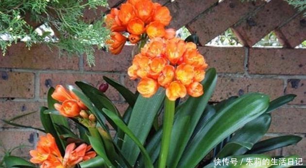 养殖君子兰注意做对三点,花箭噌噌蹿,再也不夹箭!