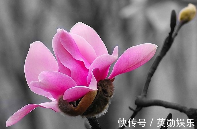 分泌物|鼻炎患者眼中最漂亮的小花，和鸡蛋一起吃，鼻炎不再来