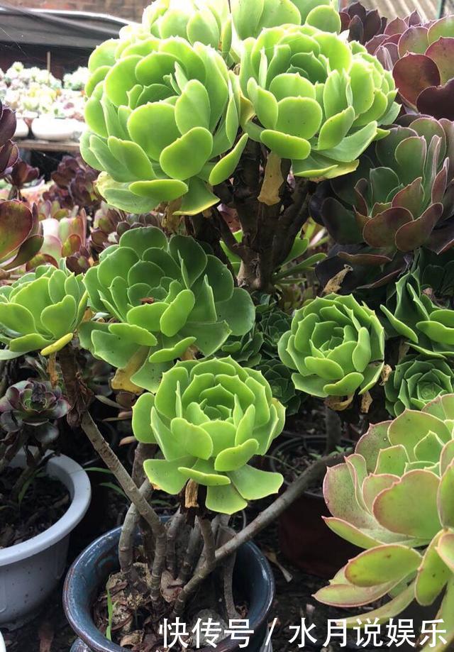 休眠期|7月,多肉到了休眠期,注意“2件事”,秋季变得越来越美,状态佳