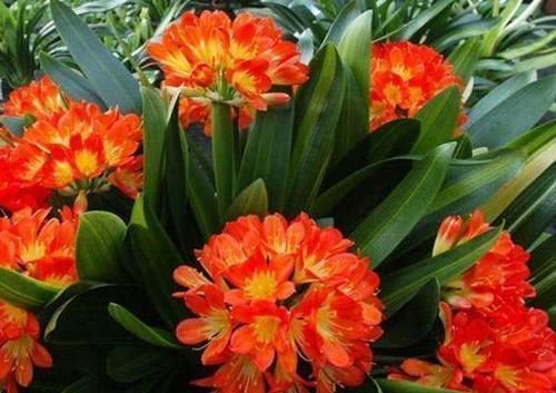 养君子兰,教你一招,侧芽蹭蹭长,叶片挺拔如折扇!