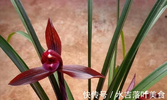 这款兰花,是“老花匠”的最爱,香味馥郁,越看越觉得美!