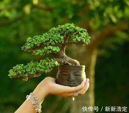 观赏价值|家里养3种花，时间一长容易成老桩盆景，还能当成传家宝！