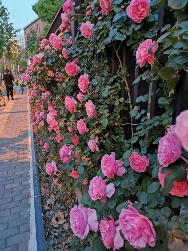 月季|花开成墙！杨浦顺平路上2520株月季正盛开~