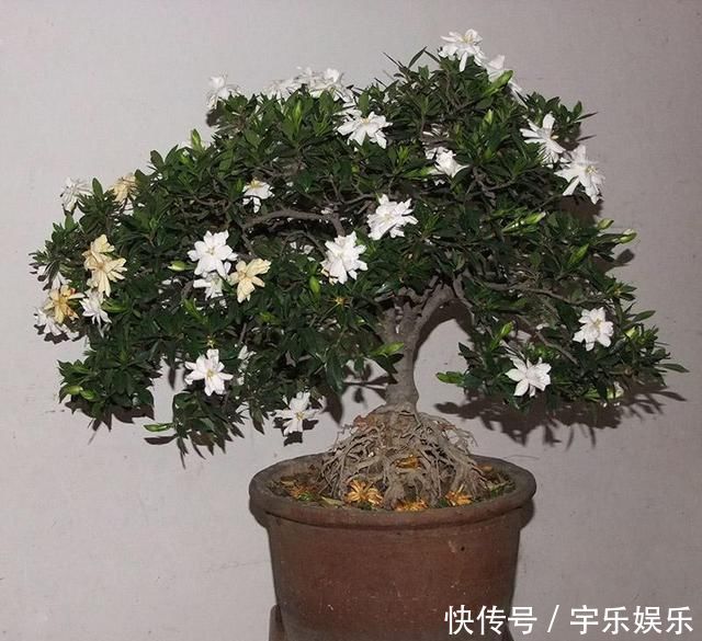 茜草科|养“栀子花”，注意1个小细节，不黄叶、不掉苞，油绿茂盛开花多