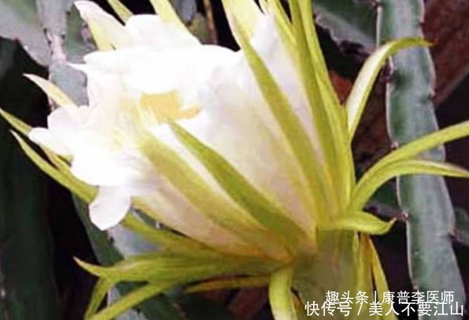 润肺|养生价值高的食物,记得常吃,润肺止咳,延缓衰老,美白皮肤