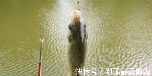 专攻大鲫鱼的2款特制饵料,上鱼速度真快其他统统靠边站