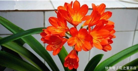 养花别用“黄豆肥”了,味道太大!它才是养花万能肥,养啥旺啥!